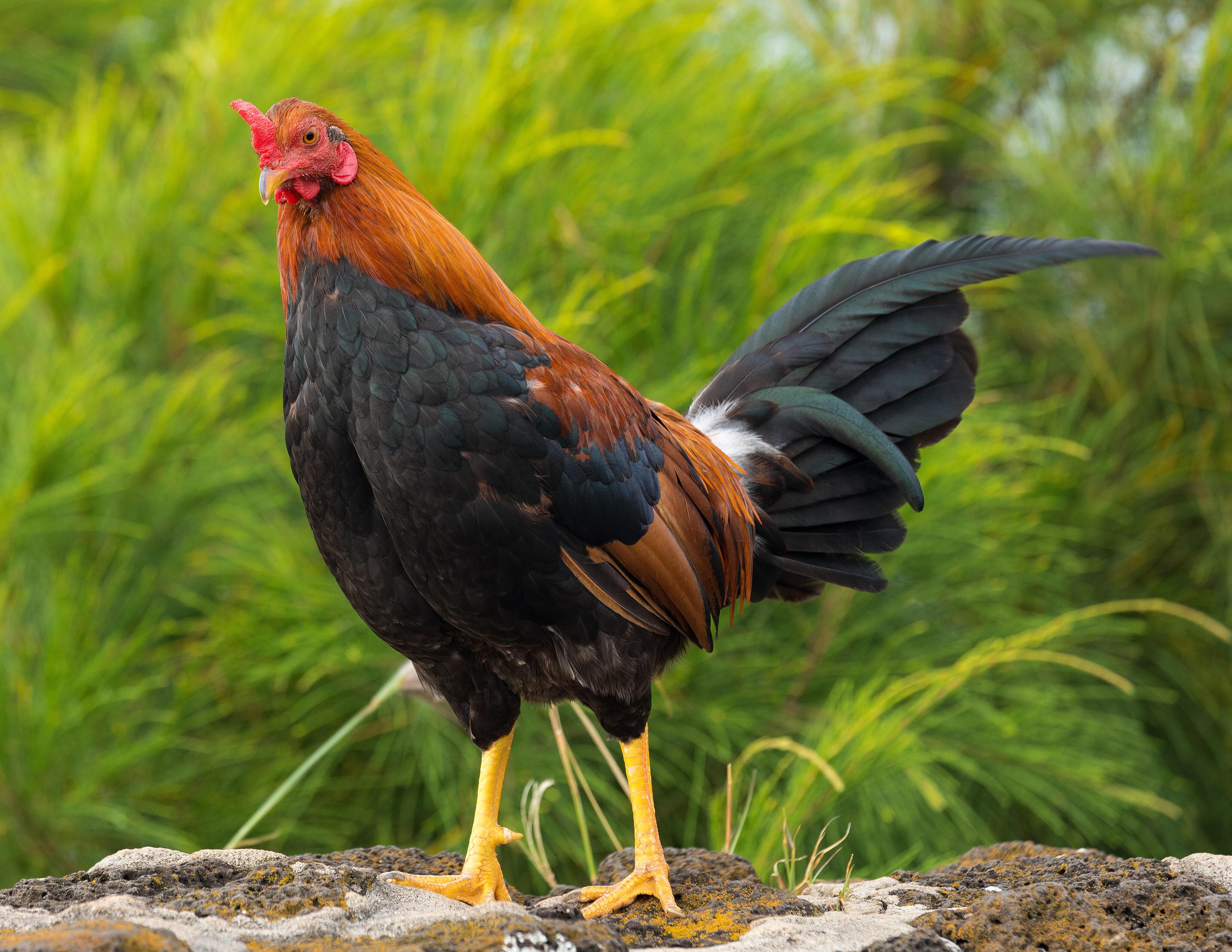 A male chicken (rooster) with grass in background